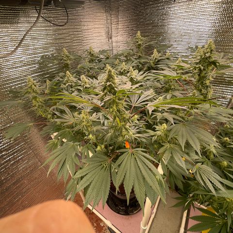 Princess Grodd growlog timeline photo