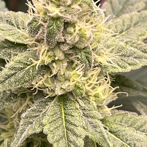 Princess Grodd growlog timeline photo