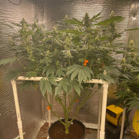 Princess Grodd growlog timeline photo