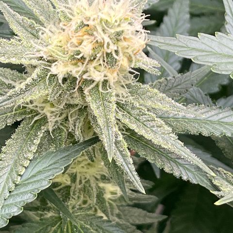 GI Jane growlog timeline photo