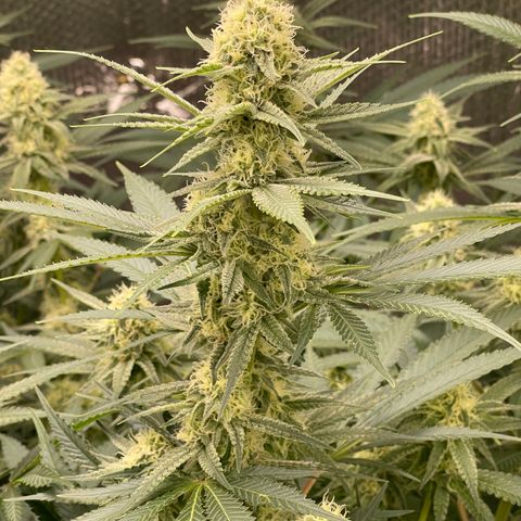 GI Jane growlog timeline photo