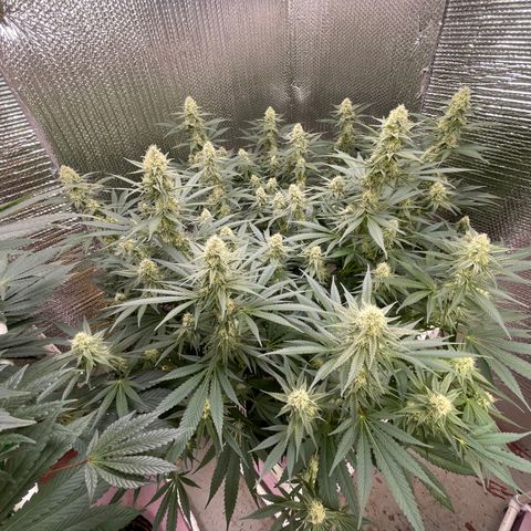 GI Jane growlog timeline photo