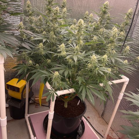 GI Jane growlog timeline photo