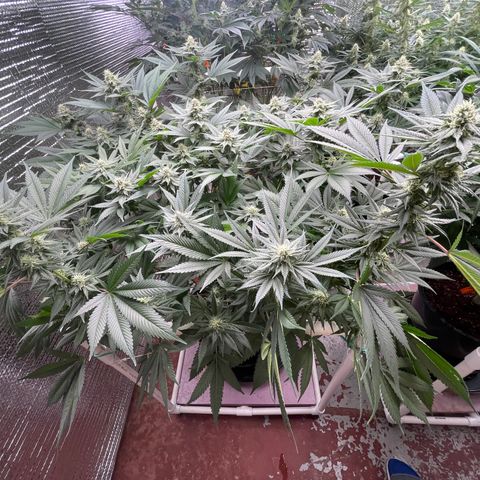 Harle Quin growlog timeline photo