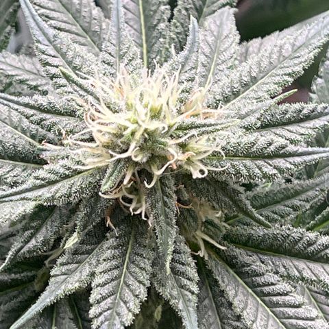 Harle Quin growlog timeline photo