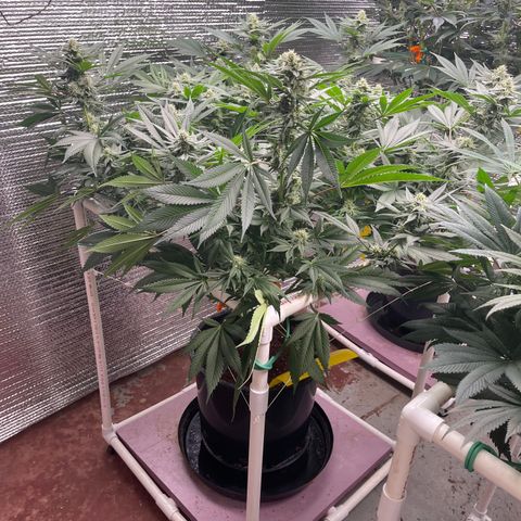 Harle Quin growlog timeline photo
