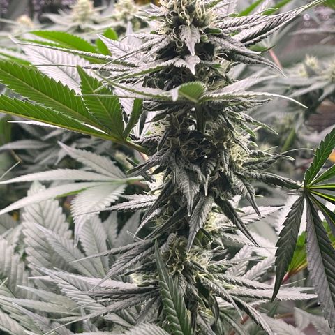 Harle Quin growlog timeline photo