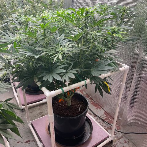 Lucyfur growlog timeline photo