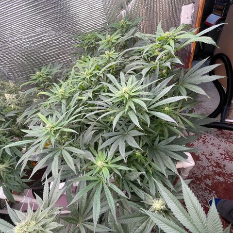 Lucyfur growlog timeline photo