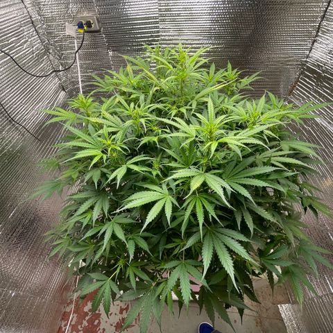 Candy Cane growlog timeline photo