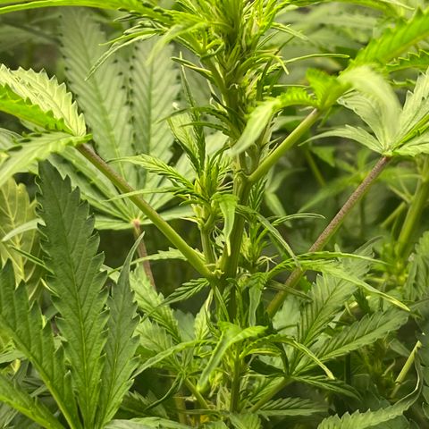 Candy Cane growlog timeline photo