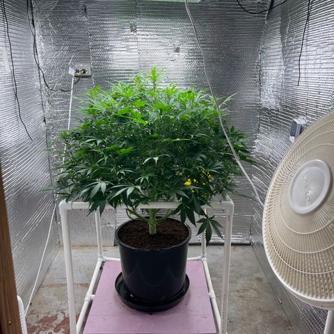 Candy Cane growlog timeline photo
