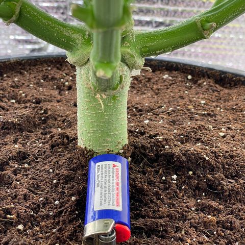 Candy Cane growlog timeline photo