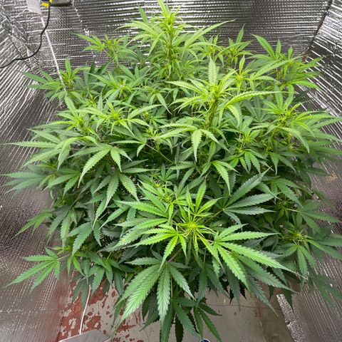 Candy Cane growlog timeline photo
