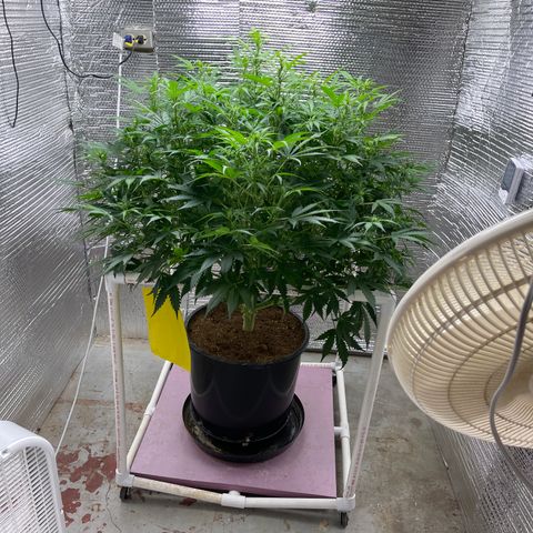 Candy Cane growlog timeline photo