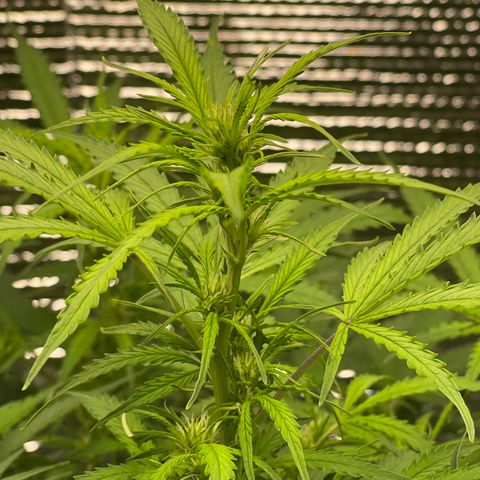 Candy Cane growlog timeline photo