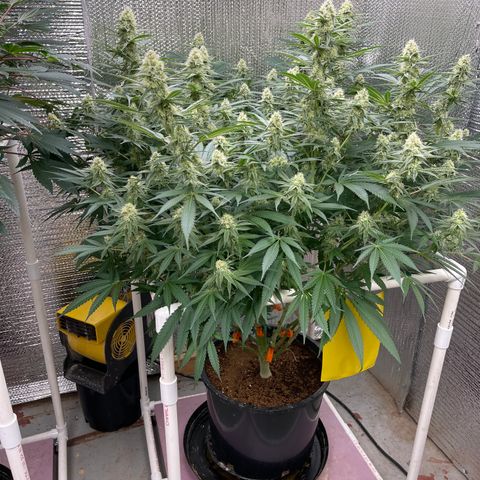 GI Jane growlog timeline photo