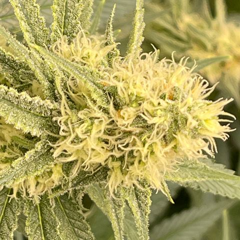 GI Jane growlog timeline photo