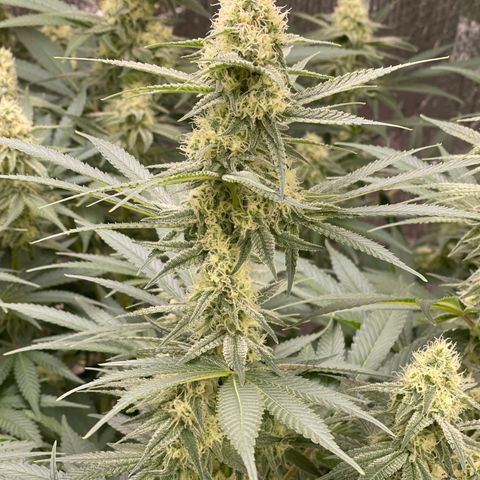 GI Jane growlog timeline photo
