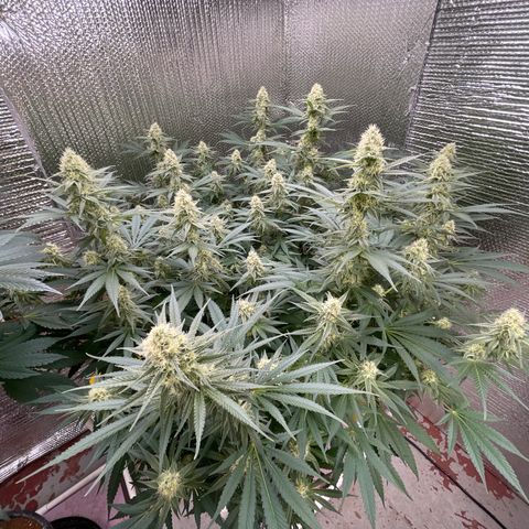 GI Jane growlog timeline photo