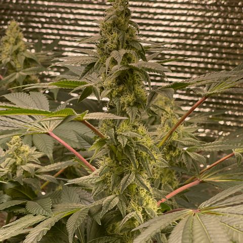 Princess Grodd growlog timeline photo