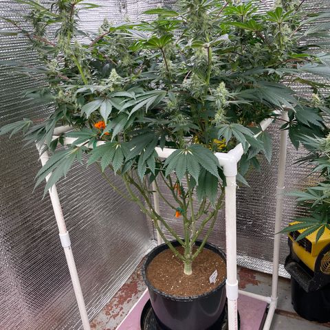 Princess Grodd growlog timeline photo