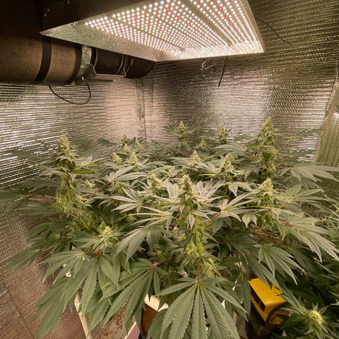 Princess Grodd growlog timeline photo