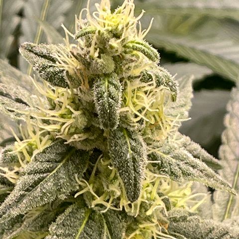 Princess Grodd growlog timeline photo