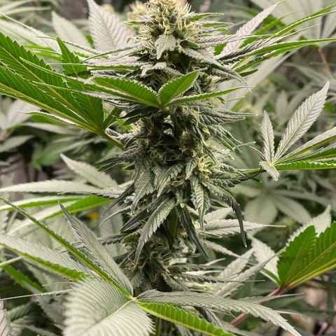 Harle Quin growlog timeline photo