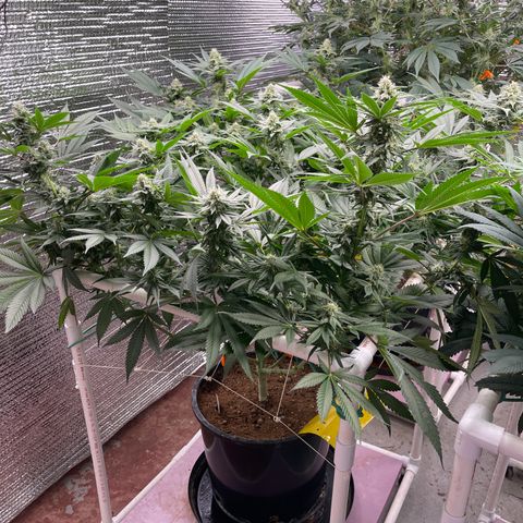 Harle Quin growlog timeline photo