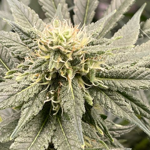 Harle Quin growlog timeline photo
