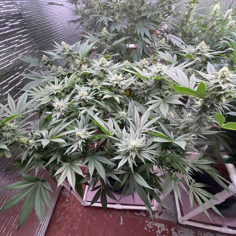 Harle Quin growlog timeline photo