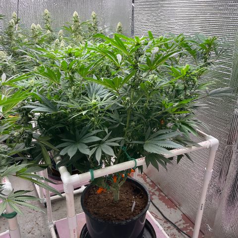 Lucyfur growlog timeline photo