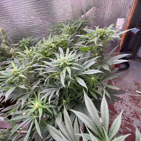 Lucyfur growlog timeline photo