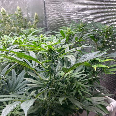 Lucyfur growlog timeline photo
