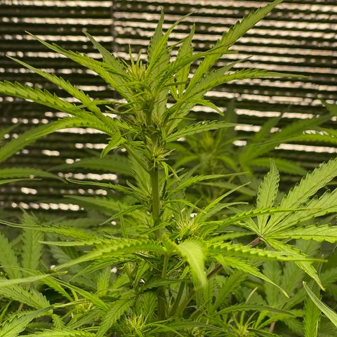 Candy Cane growlog timeline photo