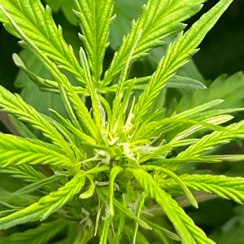 Candy Cane growlog timeline photo
