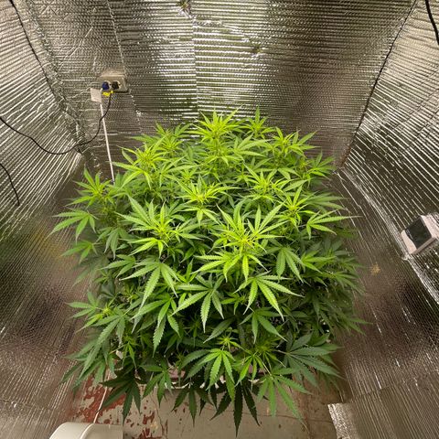 Candy Cane growlog timeline photo