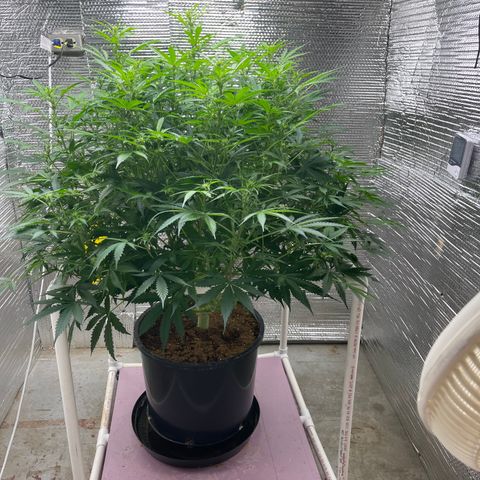 Candy Cane growlog timeline photo