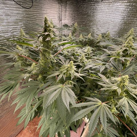 Princess Grodd growlog timeline photo