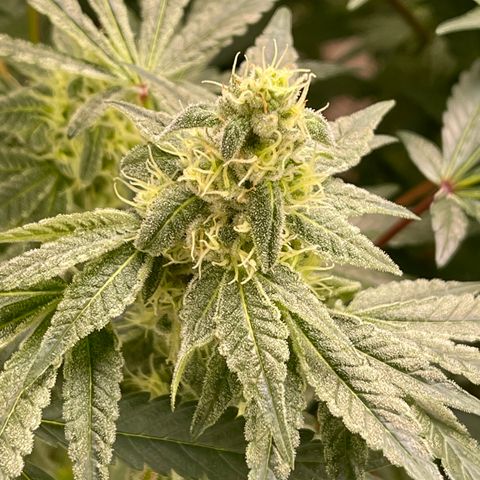 Princess Grodd growlog timeline photo