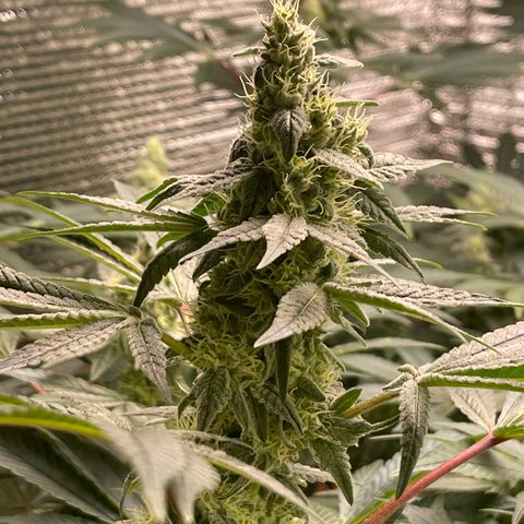 Princess Grodd growlog timeline photo