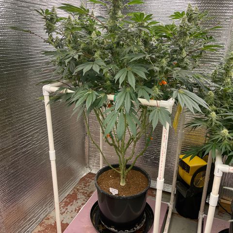 Princess Grodd growlog timeline photo