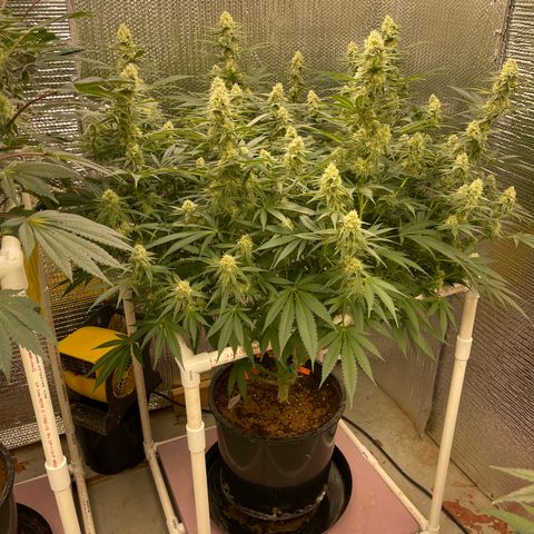 GI Jane growlog timeline photo