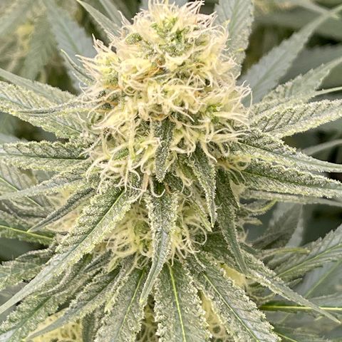 GI Jane growlog timeline photo