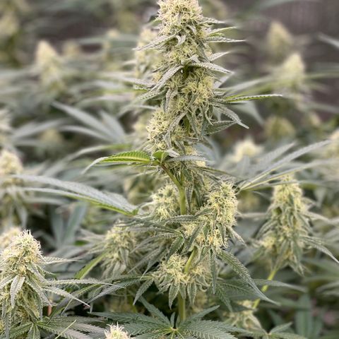 GI Jane growlog timeline photo