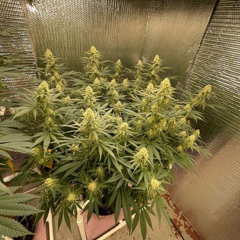 GI Jane growlog timeline photo