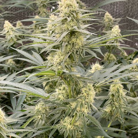 GI Jane growlog timeline photo