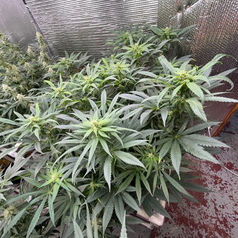 Lucyfur growlog timeline photo
