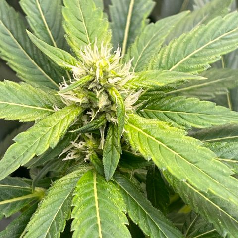 Lucyfur growlog timeline photo